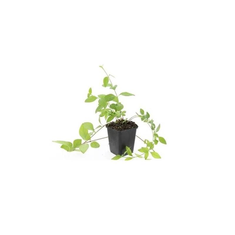 Exotenherz Bodendecker Großblättriges Immergrün Vinca Major Alba 9cm Topf Set Mit 60 Pflanzen von Exotenherz
