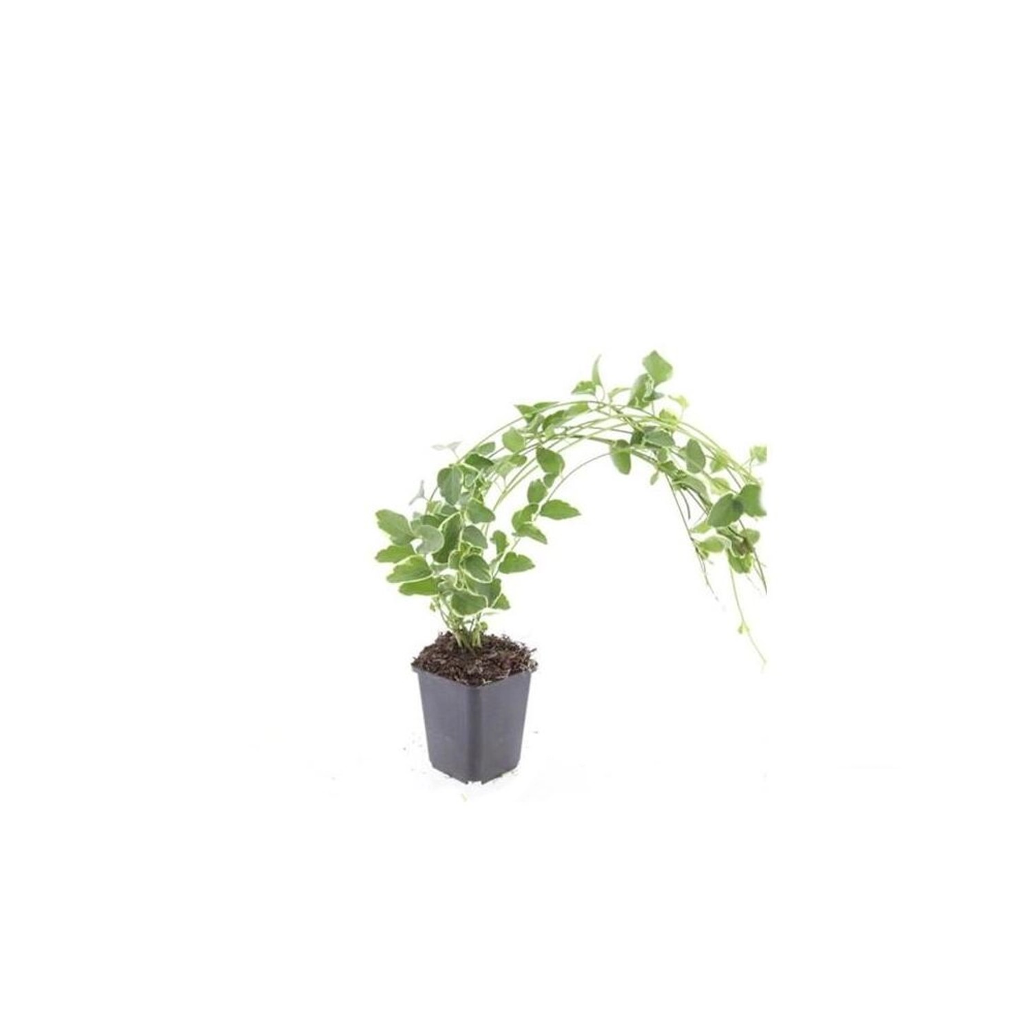 Exotenherz Bodendecker Großblättriges Weissbuntes Immergrün Vinca Major Variegata 9cm Topf Set Mit 20 Pflanzen von Exotenherz