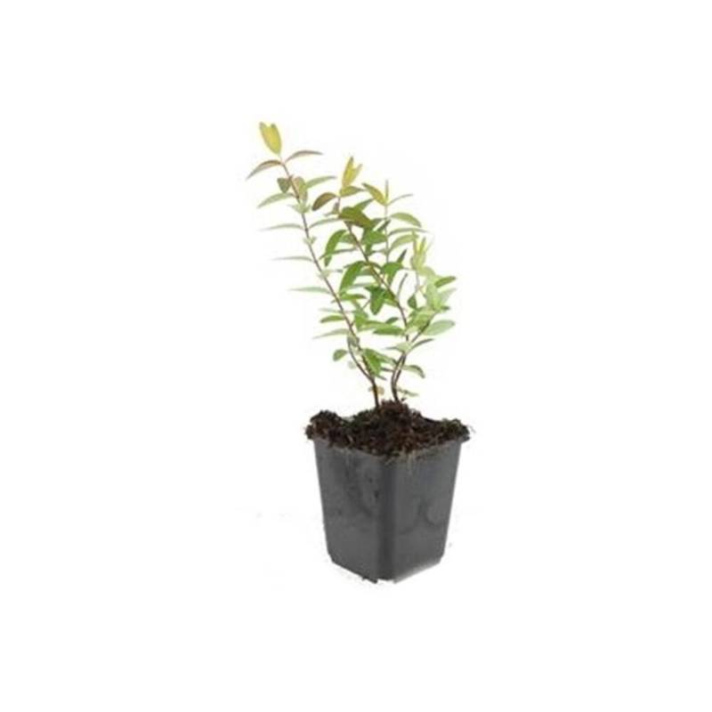 Exotenherz Bodendecker Großblumiges Johanniskraut Hypericum Hidcote 9cm Topf Set mit 20 Pflanzen von Exotenherz