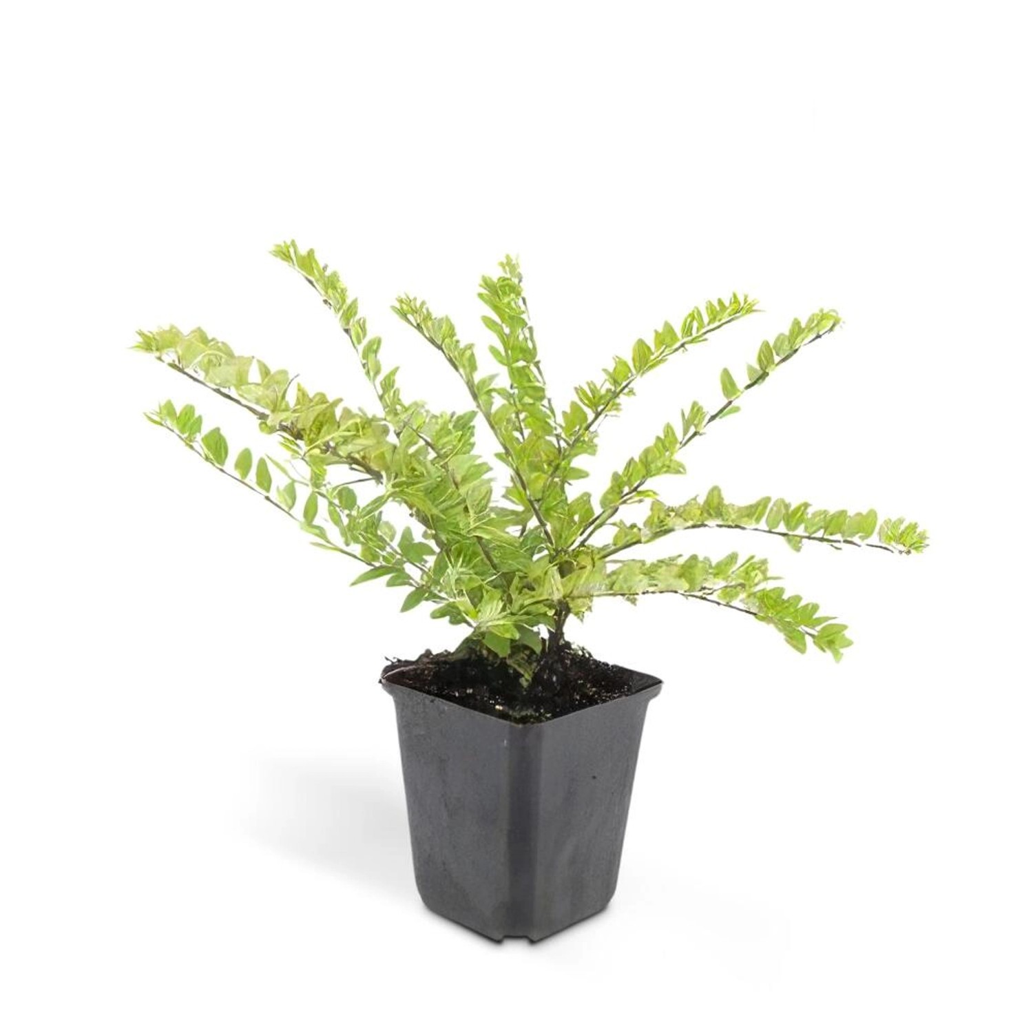Exotenherz Bodendecker Heckenmyrthe Lonicera Nitida Maigrün 9cm Topf Set mit 20 Pflanzen von Exotenherz