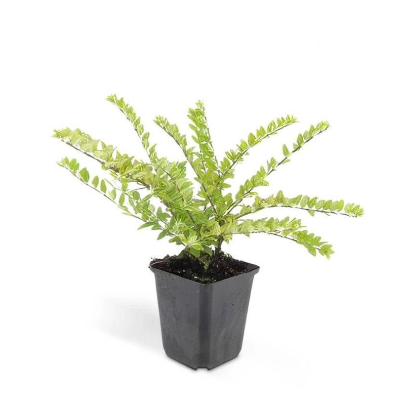 Exotenherz Bodendecker Heckenmyrthe Lonicera Nitida Maigrün 9cm Topf Set mit 20 Pflanzen von Exotenherz