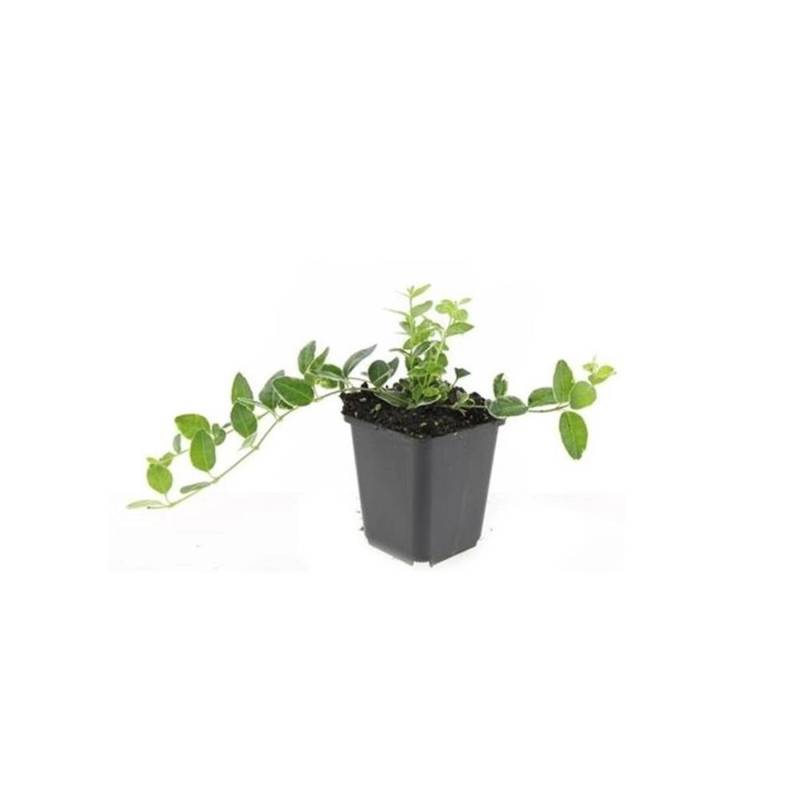 Exotenherz Bodendecker Immergrün Vinca Minor Argenteovariegata 9cm Topf Set mit 40 Pflanzen von Exotenherz