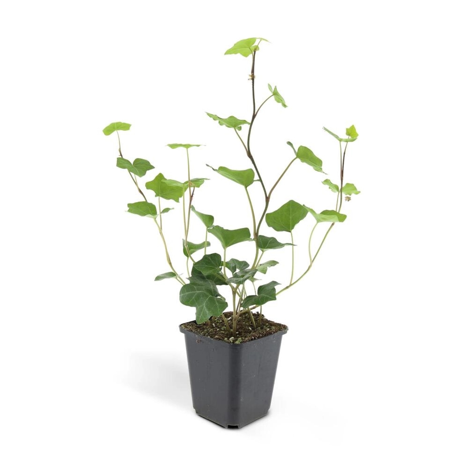 Exotenherz Bodendecker Irischer Efeu Hedera Hibernica 9cm Topf Set mit 40 Pflanzen von Exotenherz