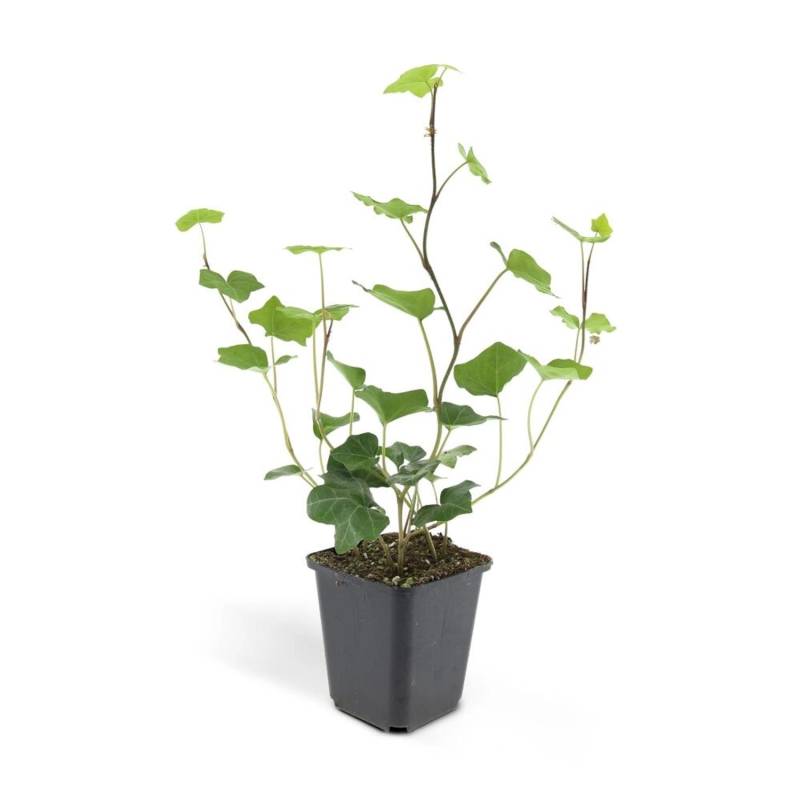 Exotenherz Bodendecker Irischer Efeu Hedera Hibernica 9cm Topf Set mit 40 Pflanzen von Exotenherz