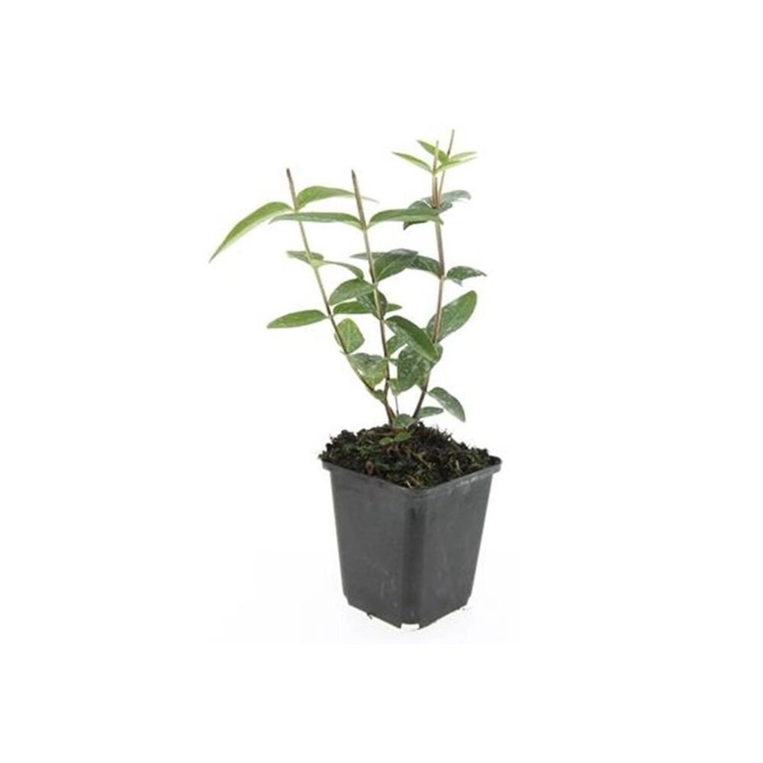 Exotenherz Bodendecker Johanniskraut Hypericum Inodorum Rheingold 9cm Topf Set mit 20 Pflanzen Exotenherz Bodendecker Johanniskraut Hypericum Inodorum Rheingold 9cm Topf Set mit 20 Pflanzen von Exotenherz