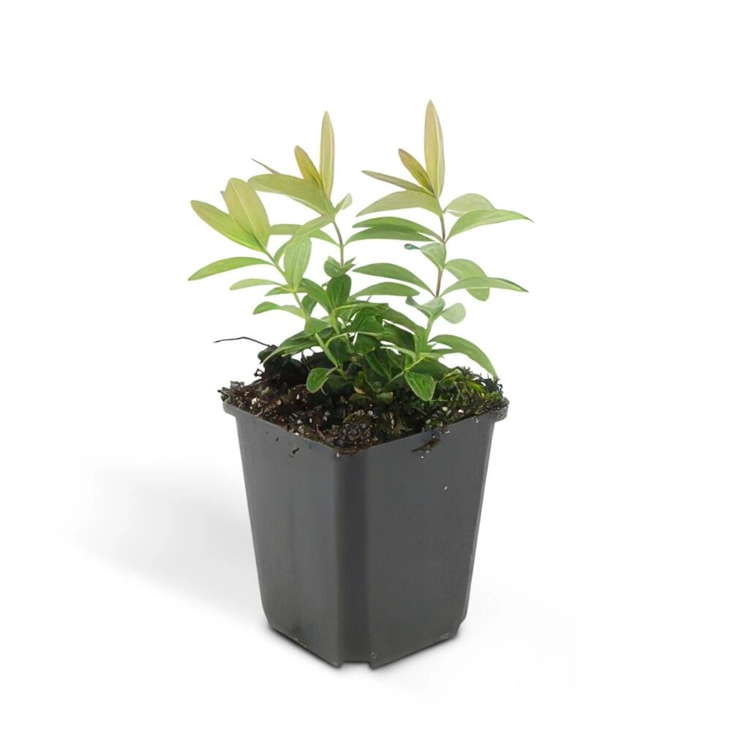 Exotenherz Bodendecker Kelchiges Johanniskraut Hypericum Calycinum 9cm Topf Set mit 20 Pflanzen von Exotenherz