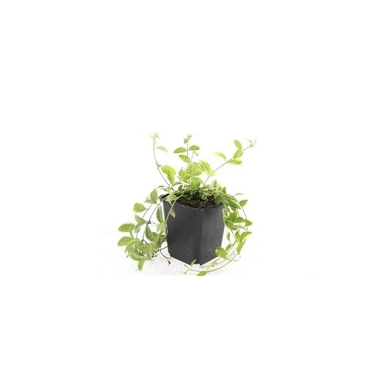 Exotenherz Bodendecker Kleinblättriges Gelbbuntes Immergrün Vinca Minor Aureovariegata 9cm Topf Set Mit 20 Pflanzen von Exotenherz