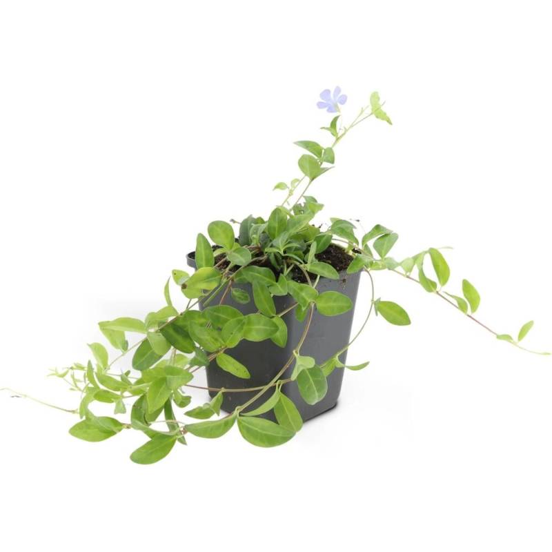 Exotenherz Bodendecker Kleinblättriges Immergrün Vinca Minor La Grave 9cm Topf Set Mit 20 Pflanzen von Exotenherz