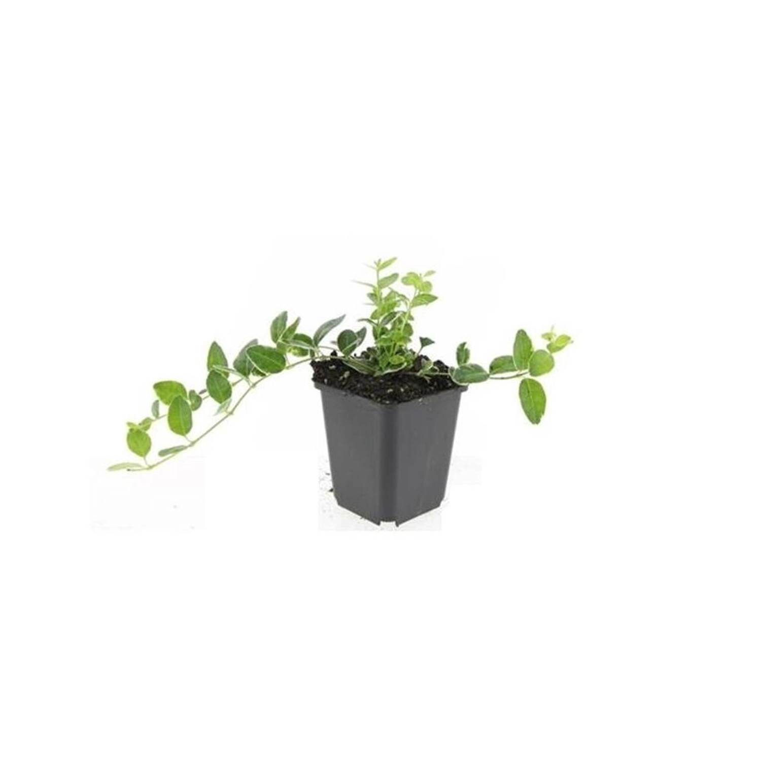 Exotenherz Bodendecker Kleinblättriges Immergrün Vinca Minor Ralph Shugert 9cm Topf Set Mit 20 Pflanzen von Exotenherz