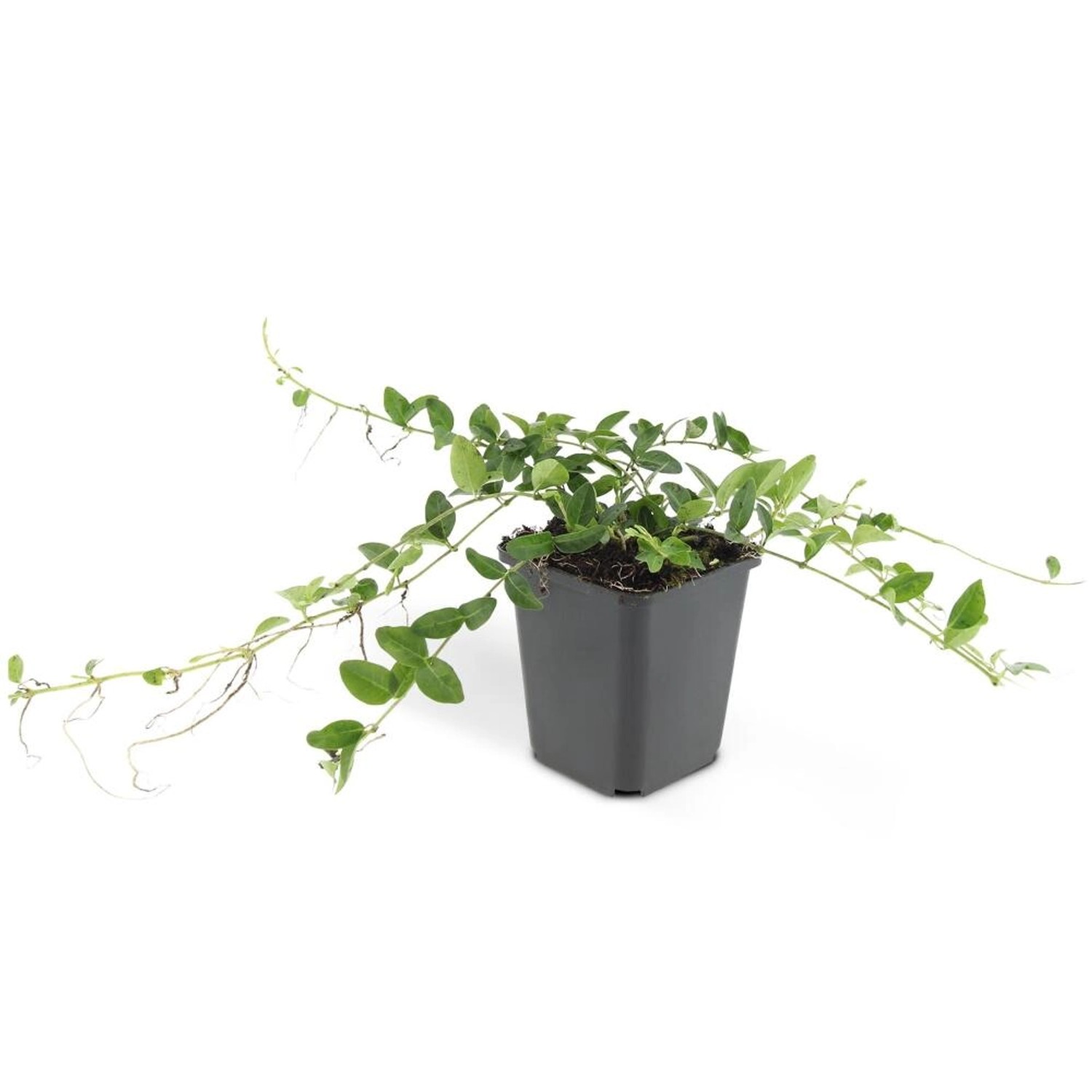 Exotenherz Bodendecker Kleines Immergrün Vinca Minor Alba Weißblühend 9cm Topf Set mit 40 Pflanzen von Exotenherz