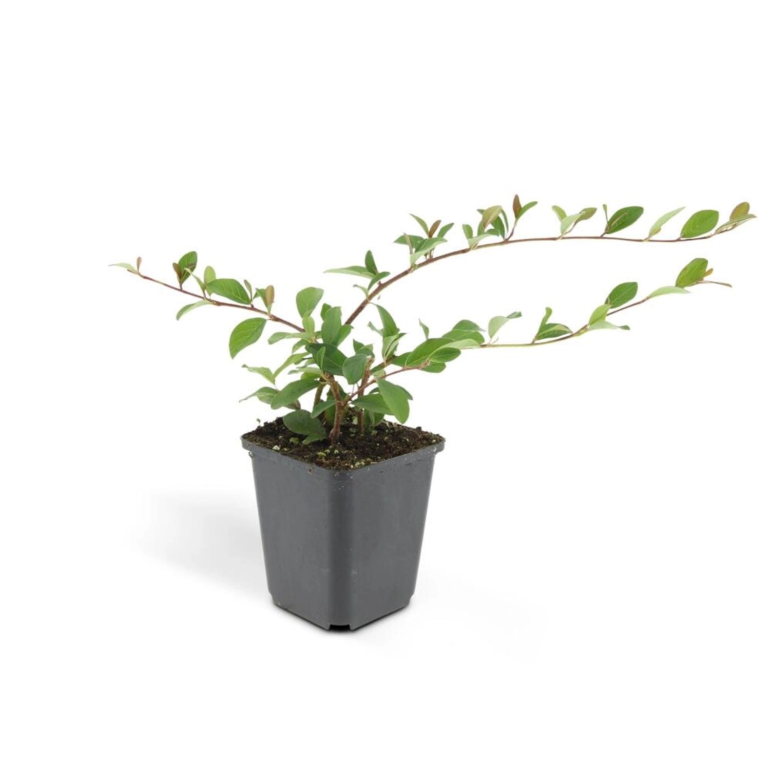Exotenherz Bodendecker Kriechmispel Teppichmispel Cotoneaster Dammeri Major 9cm Topf Set Mit 40 Pflanzen von Exotenherz