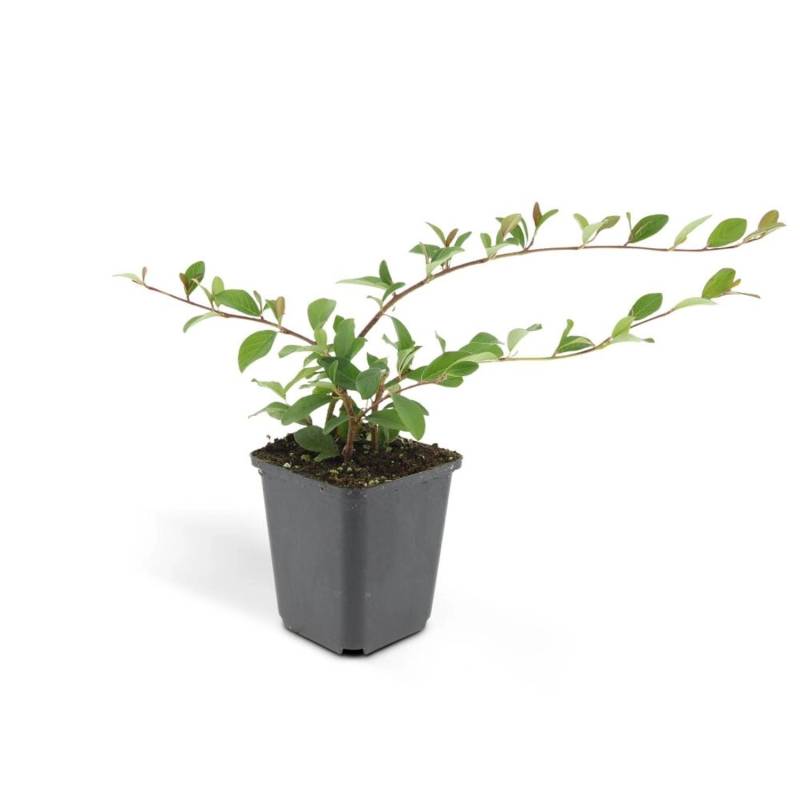 Exotenherz Bodendecker Kriechmispel Teppichmispel Cotoneaster Dammeri Major 9cm Topf Set Mit 40 Pflanzen von Exotenherz