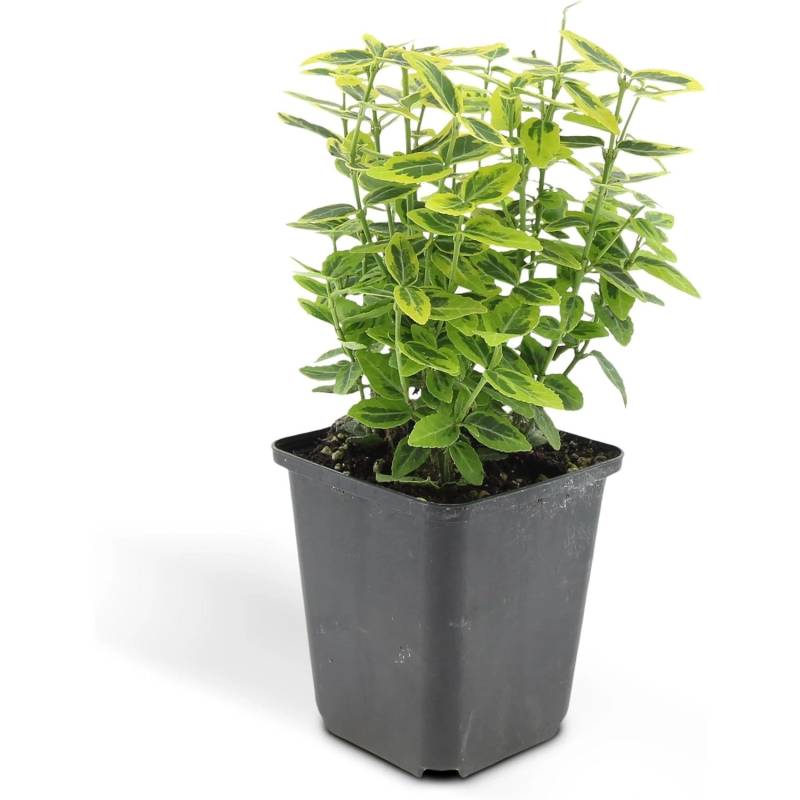 Exotenherz Bodendecker Kriechspindel Euonymus Fortunei Emerald Gold 9cm Topf Set mit 12 Pflanzen von Exotenherz
