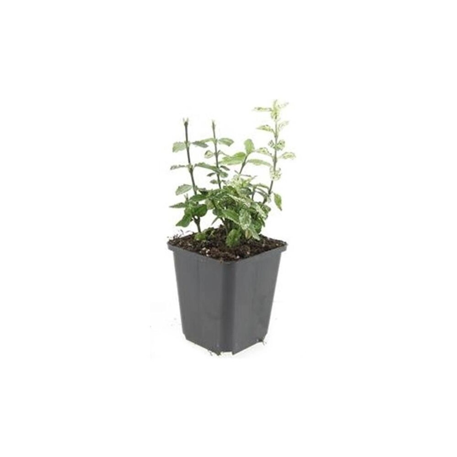 Exotenherz Bodendecker Kriechspindel Euonymus Fortunei Harlequin 9cm Topf Set Mit 20 Pflanzen von Exotenherz