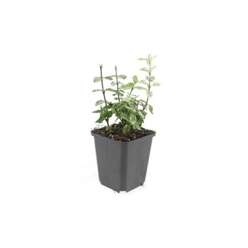 Exotenherz Bodendecker Kriechspindel Euonymus Fortunei Harlequin 9cm Topf Set Mit 20 Pflanzen von Exotenherz