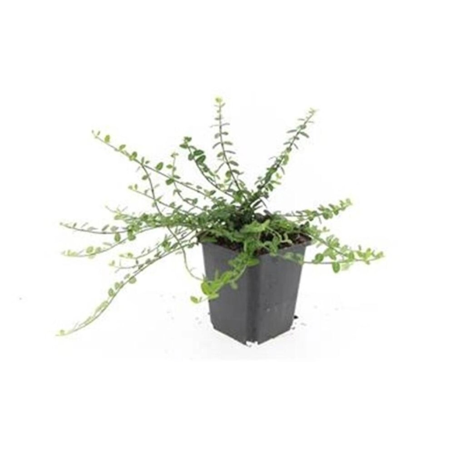 Exotenherz Bodendecker Kriechspindel Euonymus Fortunei Minimus 9cm Topf Set Mit 20 Pflanzen von Exotenherz
