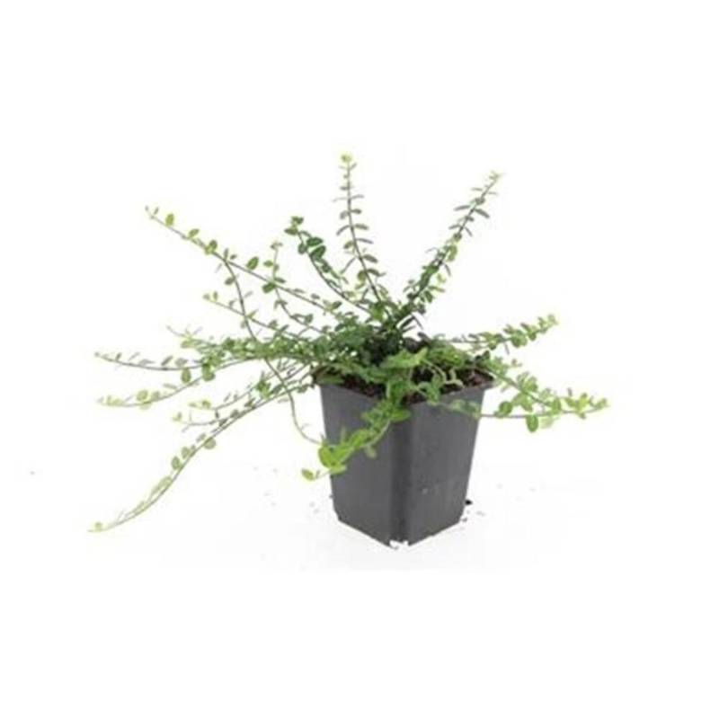Exotenherz Bodendecker Kriechspindel Euonymus Fortunei Minimus 9cm Topf Set Mit 20 Pflanzen von Exotenherz
