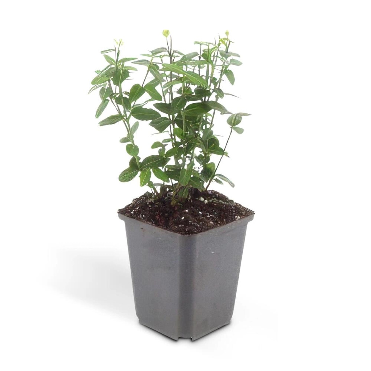 Exotenherz Bodendecker Kriechspindel Euonymus Fortunei Radicans 9cm Topf Set Mit 40 Pflanzen von Exotenherz