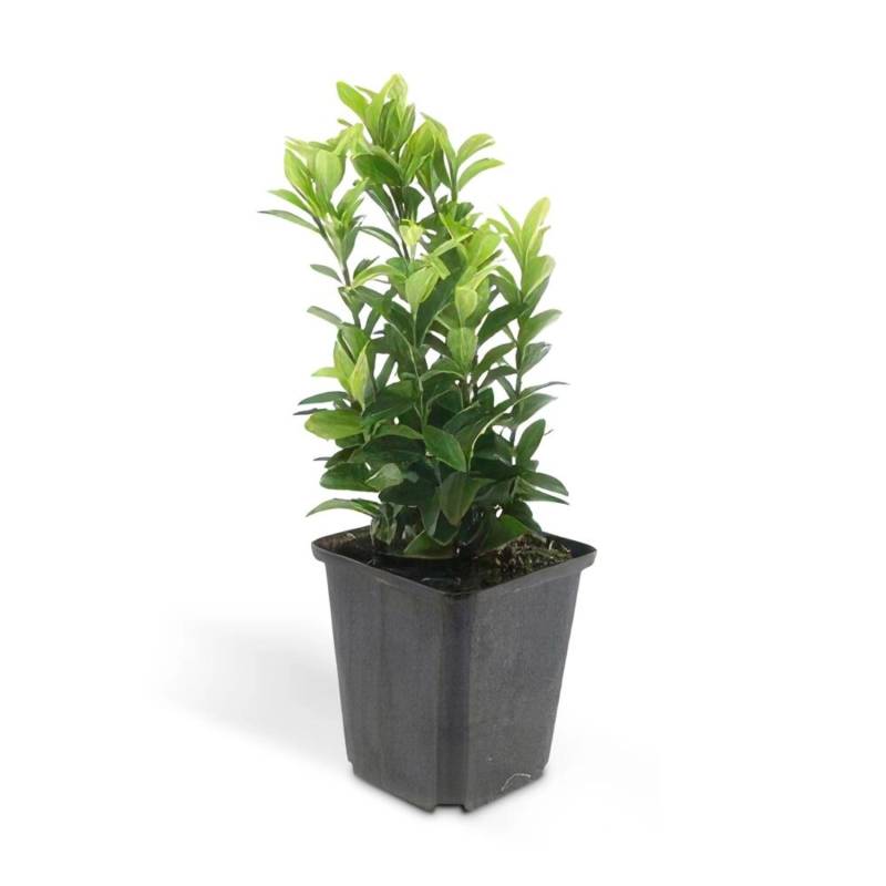 Exotenherz Bodendecker Kriechspindel Euonymus Japonicus Green Spire 9cm Topf Set mit 6 Pflanzen von Exotenherz