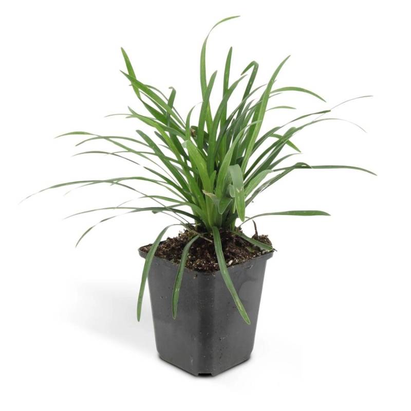 Exotenherz Bodendecker Lilientraube Liriope Muscari Big Blue 9cm Topf Set mit 20 Pflanzen von Exotenherz