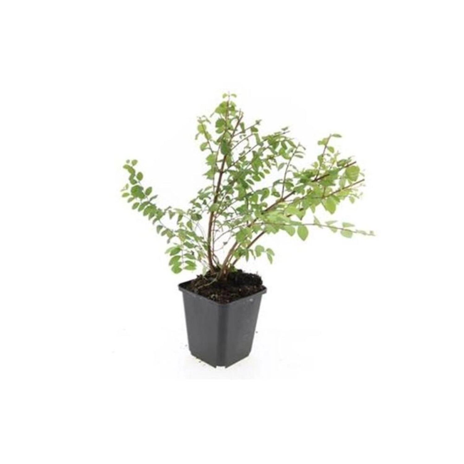 Exotenherz Bodendecker Niedrige Purpurbeere Symphoricarpos Chenaultii Hancock 9cm Topf Set mit 40 Pflanzen Exotenherz Bodendecker Niedrige Purpurbeere Symphoricarpos Chenaultii Hancock 9cm Topf Set mit 40 Pflanzen von Exotenherz