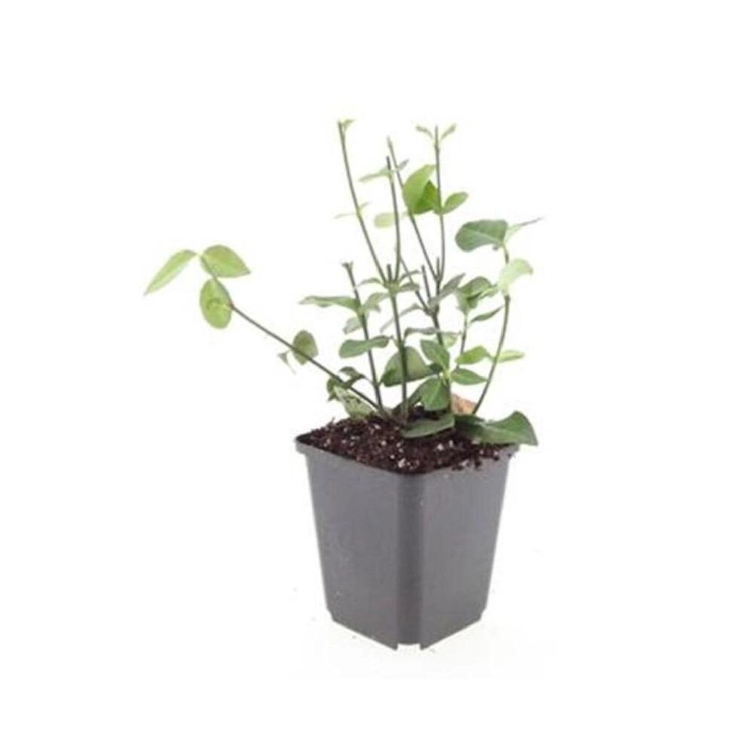 Exotenherz Bodendecker Purpur Kriechspindel Euonymus Fortunei Coloratus 9cm Topf Set Mit 20 Pflanzen Exotenherz Bodendecker Purpur Kriechspindel Euonymus Fortunei Coloratus 9cm Topf Set Mit 20 Pflanzen von Exotenherz