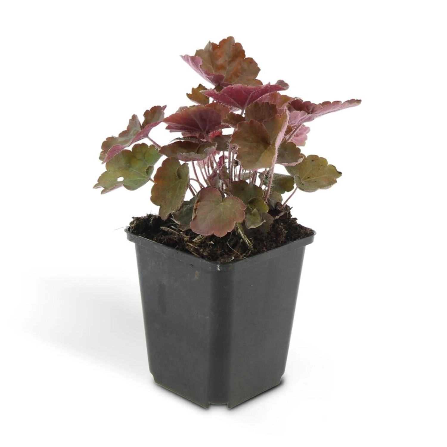 Exotenherz Bodendecker Purpurglöckchen Heuchera Mic. Palace Purple 9cm Topf Set Mit 20 Pflanzen Exotenherz Bodendecker Purpurglöckchen Heuchera Mic. Palace Purple 9cm Topf Set Mit 20 Pflanzen von Exotenherz
