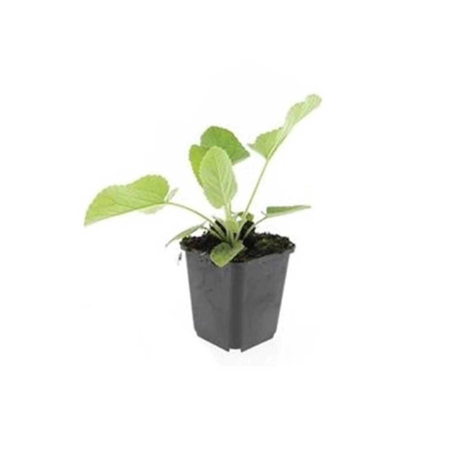 Exotenherz Bodendecker Russell Brandkraut Phlomis Russeliana 9cm Topf Set mit 20 Pflanzen von Exotenherz
