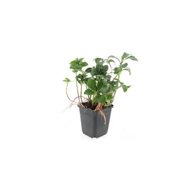 Exotenherz Bodendecker Schattengrün Dickmännchen Pachysandra Green Sheen 9cm Topf Set mit 6 Pflanzen von Exotenherz
