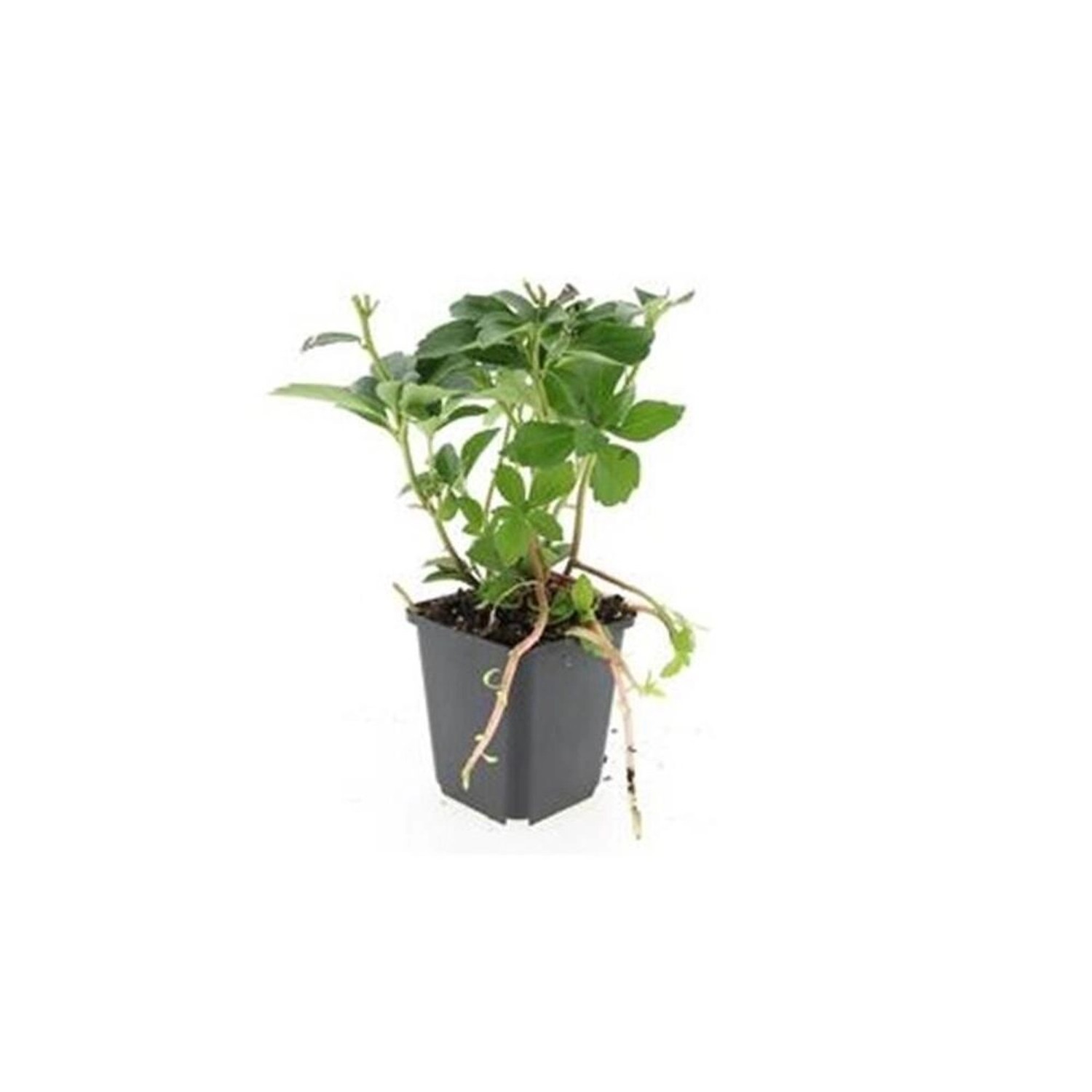 Exotenherz Bodendecker Schattengrün Dickmännchen Pachysandra Terminalis 9cm Topf Set mit 20 Pflanzen von Exotenherz