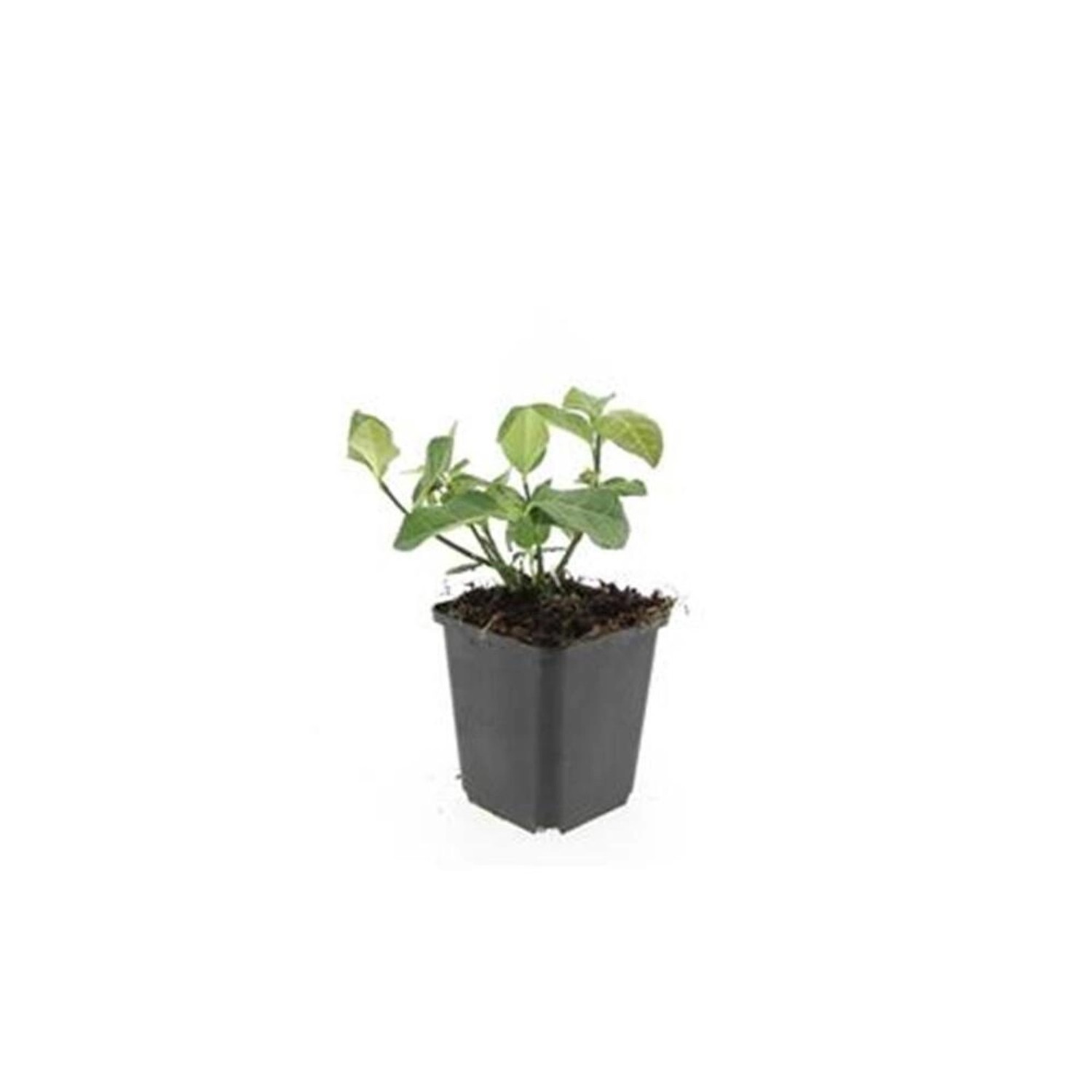 Exotenherz Bodendecker Spindelbaum Euonymus Fortunei Darts Blanket 9cm Topf Set Mit 20 Pflanzen von Exotenherz