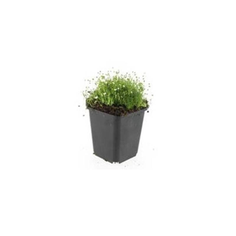 Exotenherz Bodendecker Steingarten Sternmoos Sagina Subulata 9cm Topf Set mit 40 Pflanzen von Exotenherz