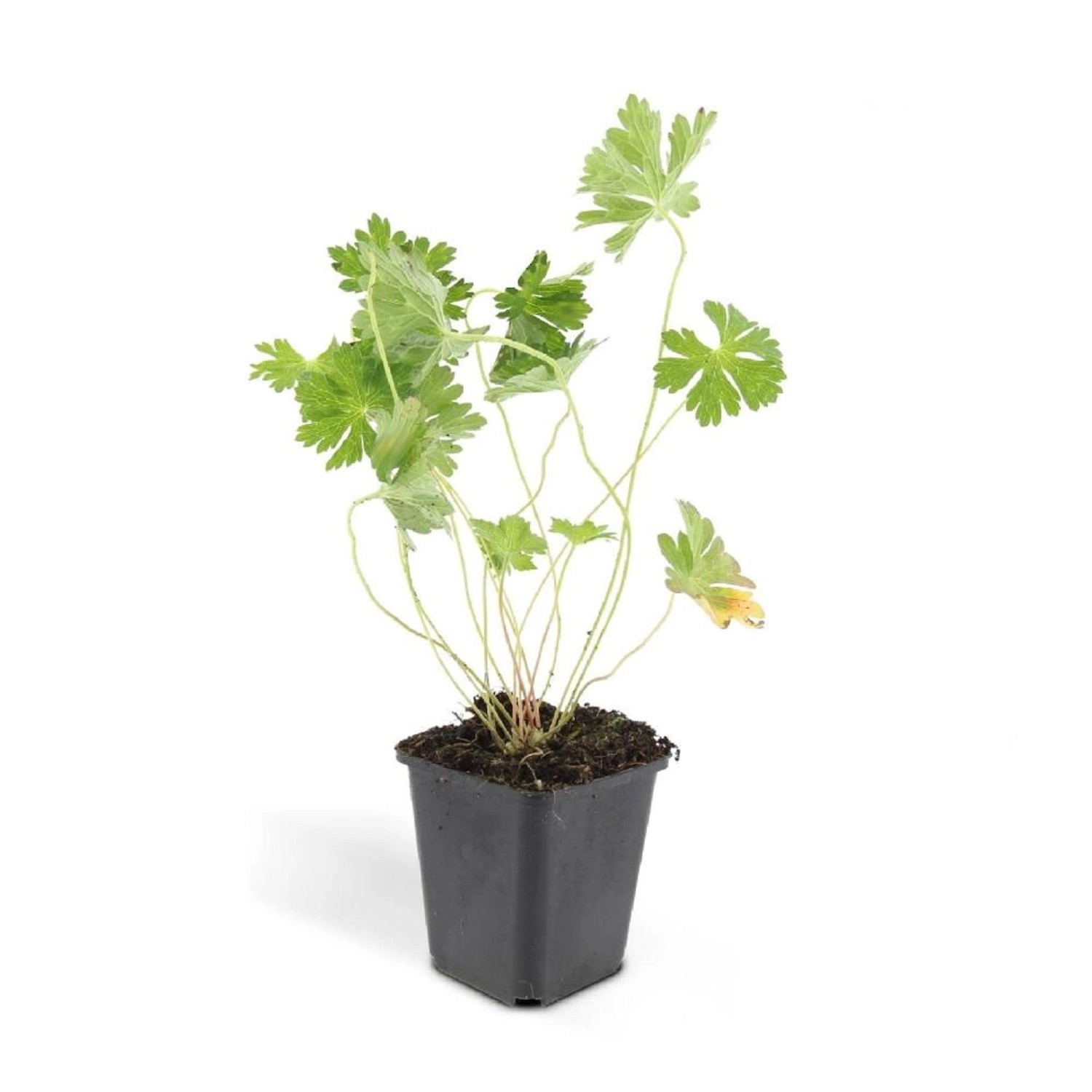 Exotenherz Bodendecker Storchschnabel Geranium Rozanne 9cm Topf Set mit 12 Pflanzen von Exotenherz