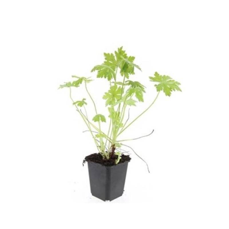 Exotenherz Bodendecker Südeuropäischer Felsen Storchschnabel Geranium Macrorrhizum 9cm Topf Set Mit 60 Pflanzen von Exotenherz