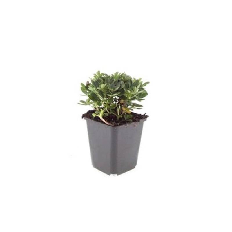 Exotenherz Bodendecker Teppich Fingerkraut Potentilla Tridentata Nuuk 9cm Topf Set mit 6 Pflanzen von Exotenherz