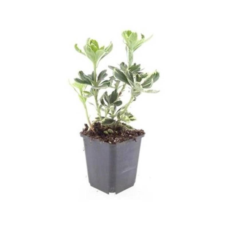 Exotenherz Bodendecker Weissbuntes Schattengrün Pachysandra Terminalis Variegata 9cm Topf Set mit 40 Pflanzen von Exotenherz