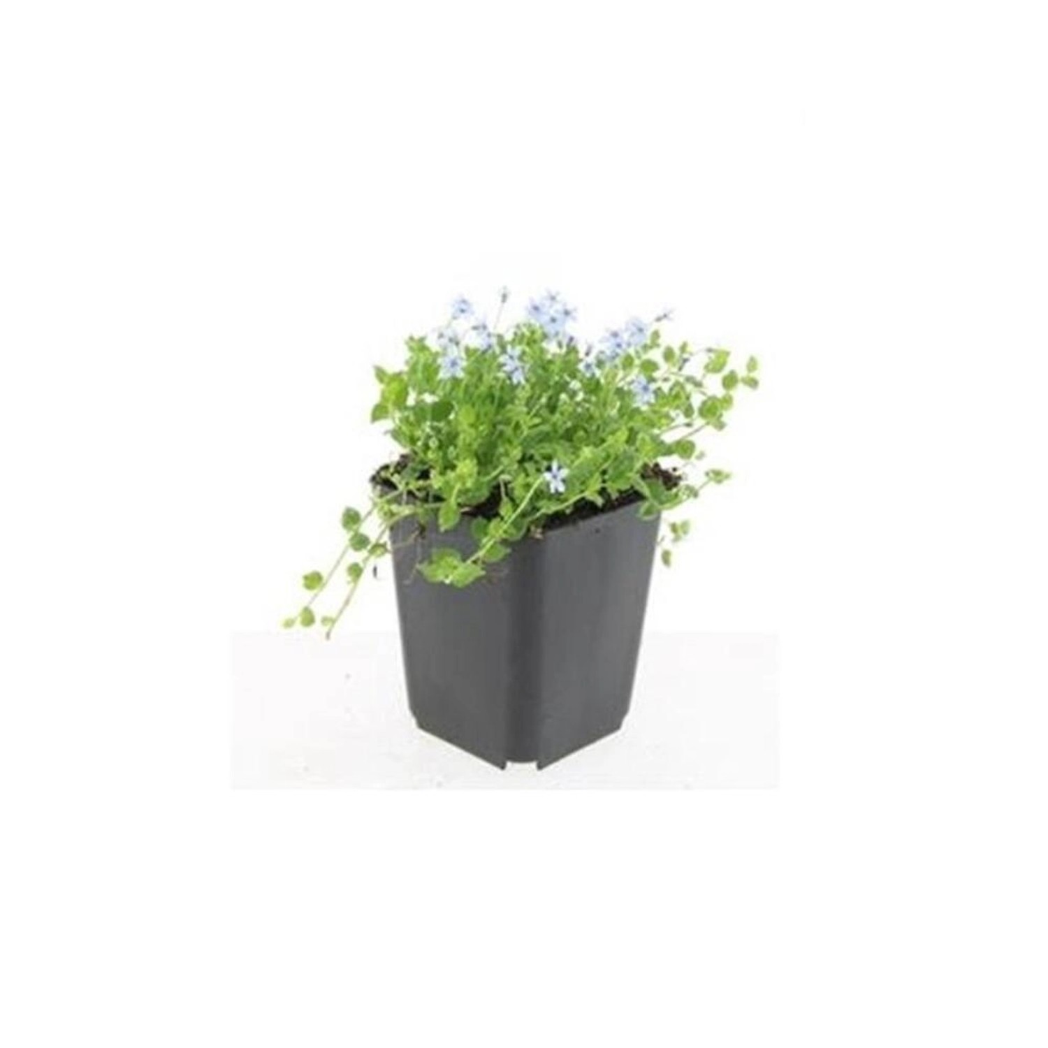 Exotenherz Bodendecker Weisser Bubikopf Scheinlobelie Isotoma Fluviatilis Alba 9cm Topf Set mit 20 Pflanzen von Exotenherz