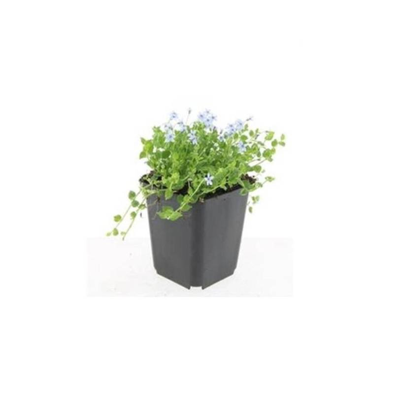 Exotenherz Bodendecker Weisser Bubikopf Scheinlobelie Isotoma Fluviatilis Alba 9cm Topf Set mit 40 Pflanzen von Exotenherz