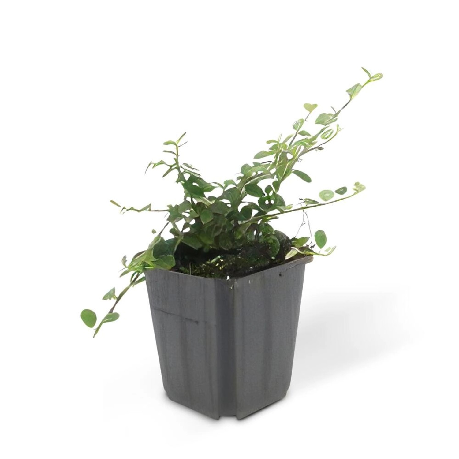 Exotenherz Bodendecker Zwergmispel Kriechmispel Cotoneaster Streibs Findling 9cm Topf Set Mit 40 Pflanzen von Exotenherz