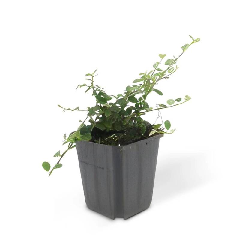 Exotenherz Bodendecker Zwergmispel Kriechmispel Cotoneaster Streibs Findling 9cm Topf Set Mit 60 Pflanzen von Exotenherz