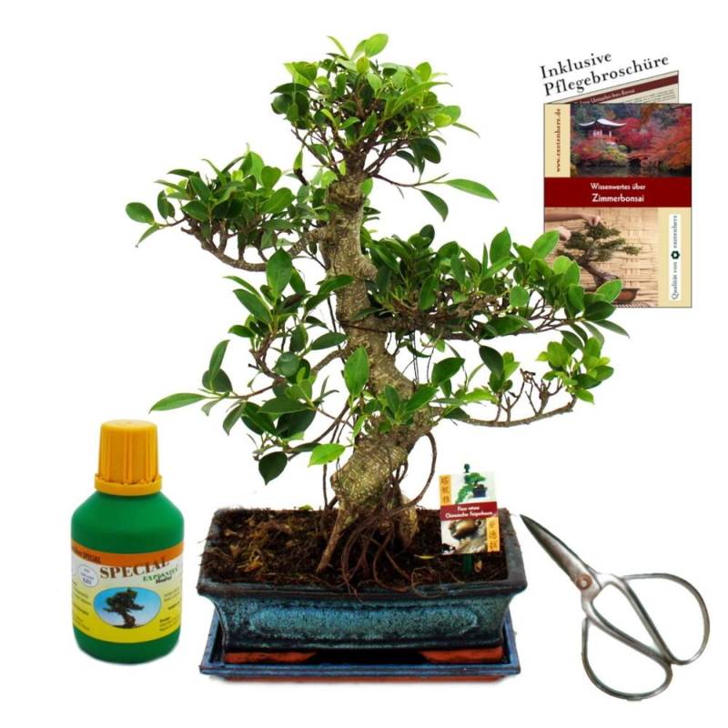 Exotenherz Bonsai Chinenischer Feigenbaum Ficus Retusa ca. 12-15 Jahre 30cm Schale Geschenk Set mit Schere & Dünger von Exotenherz