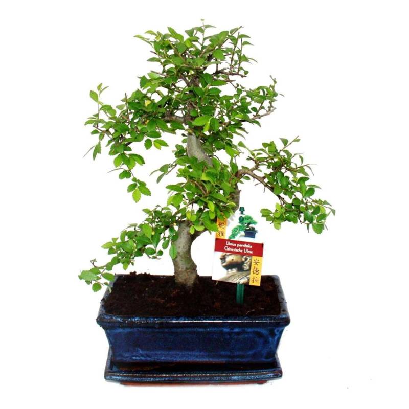 Exotenherz Bonsai Chinesische Ulme Ulmus Parviflora ca. 8 Jahre von Exotenherz