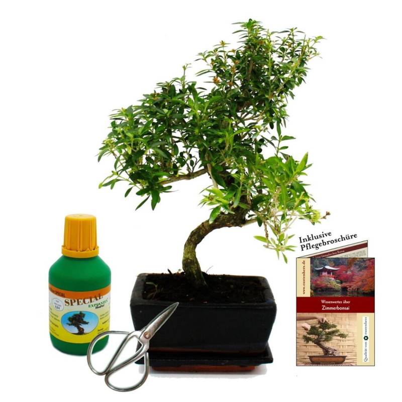 Exotenherz Bonsai Serissa Foetida Junischnee ca. 8 Jahre Geschenkset mit Dünger & Schere von Exotenherz