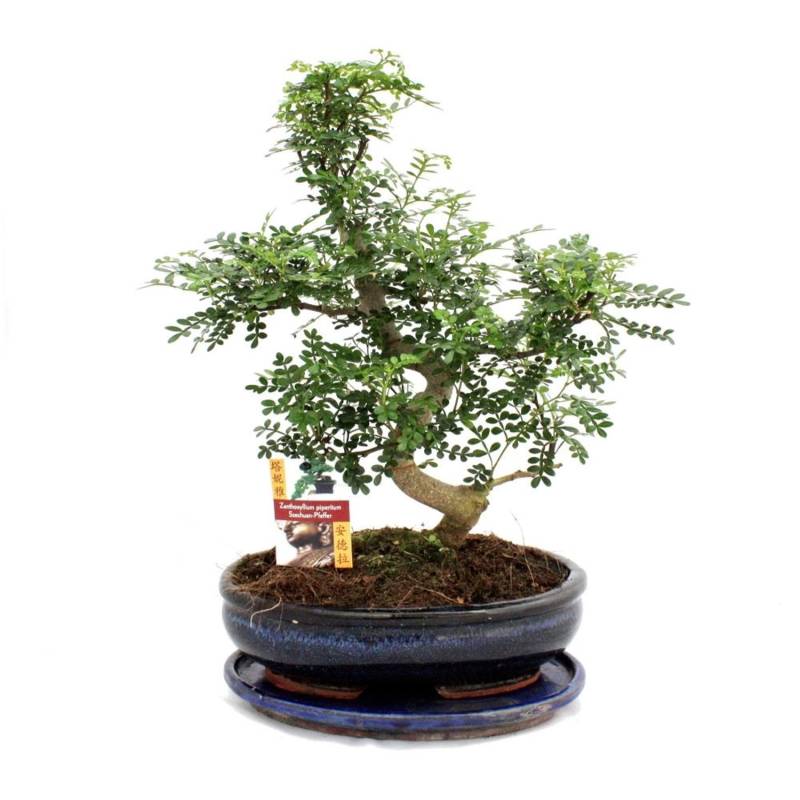 Exotenherz Bonsai Szechuan-Pfeffer Zanthoxylum Piperitum ca. 12-15 Jahre von Exotenherz