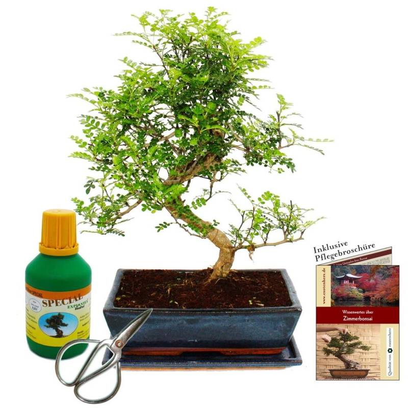Exotenherz Bonsai Zanthoxylum Piperitum ca. 12-15 Jahre 30cm Schale Geschenkset mit Dünger & Schere von Exotenherz