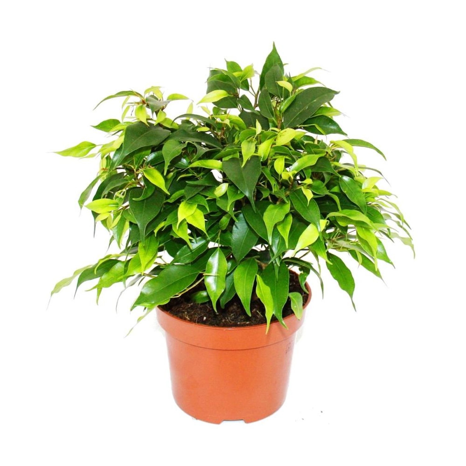 Exotenherz Buschige Birkenfeige Ficus Benjamini Kinky Green 12cm Topf Exotenherz Buschige Birkenfeige Ficus Benjamini Kinky Green 12cm Topf von Exotenherz