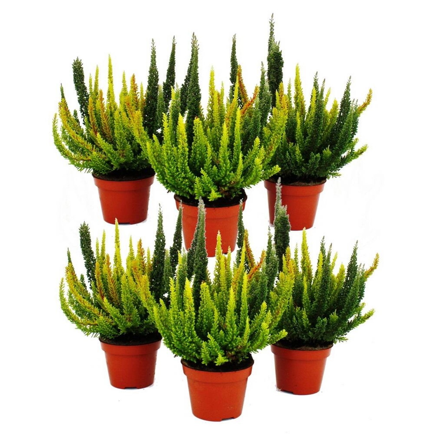 Exotenherz Calluna Green Nature Grüne Besenheide Heidekraut Winterhart 11cm Topf Set mit 6 Pflanzen verschiedene Grüntöne pro Topf von Exotenherz
