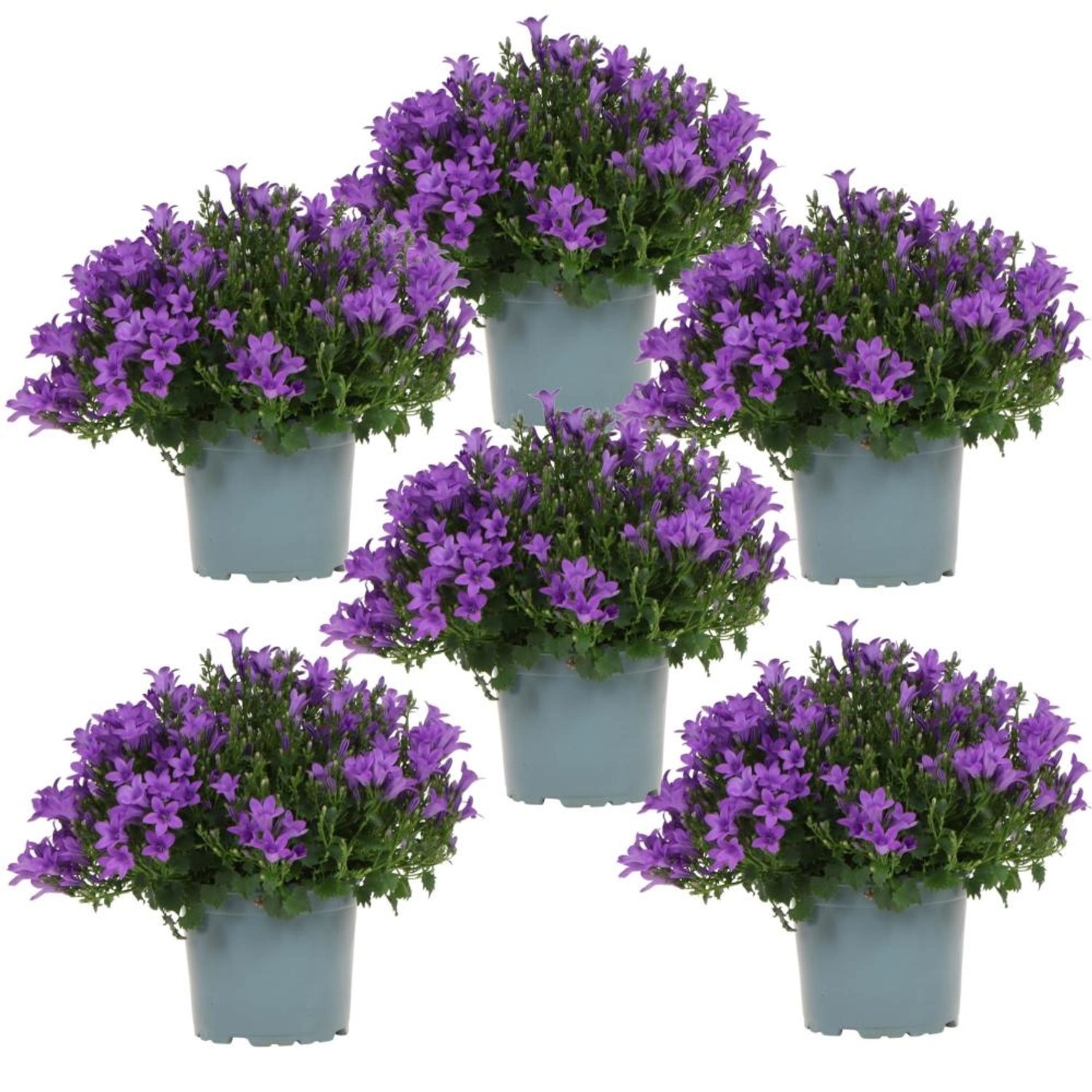 Exotenherz Campanula Addenda Glockenblume Lila 12cm Topf 6 Pflanzen Ausreichend für 1qm Bodendecker Ambella Winterhart Exotenherz Campanula Addenda Glockenblume Lila 12cm Topf 6 Pflanzen Ausreichend für 1qm Bodendecker Ambella Winterhart von Exotenherz