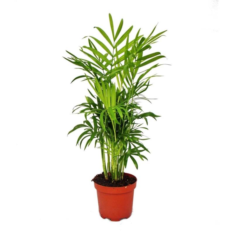 Exotenherz Chamaedorea Elegans Zimmerpalme Bergpalme 9cm Topf von Exotenherz