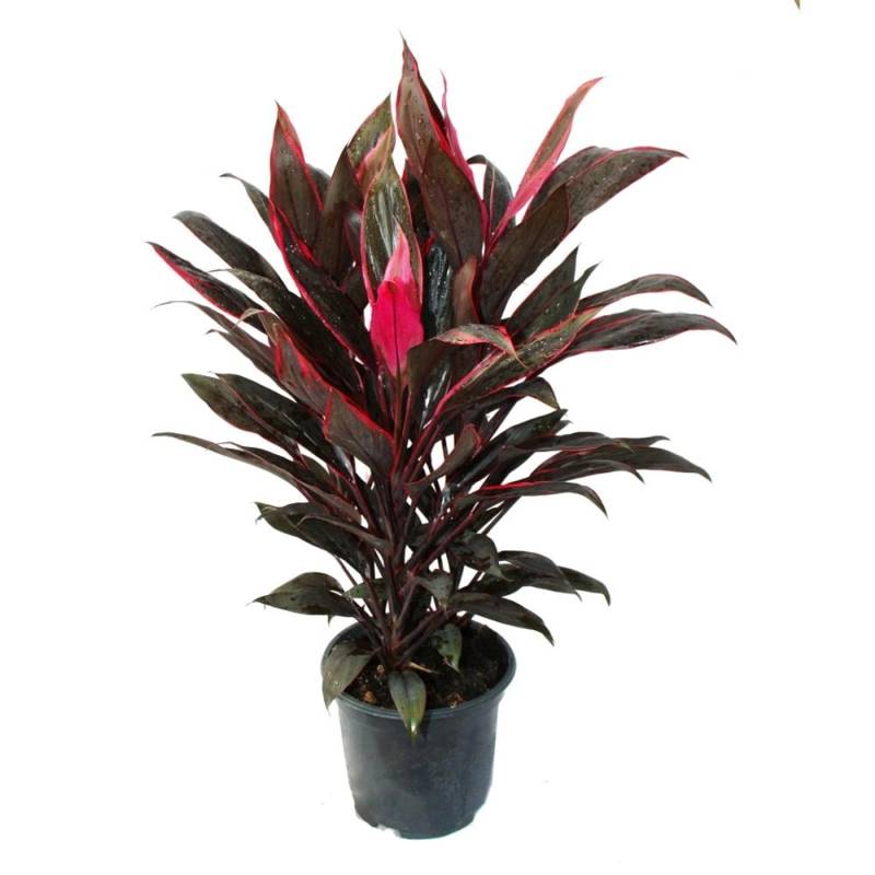 Exotenherz Cordyline Fruticosa Keulenlilie Rot im 19cm Topf von Exotenherz